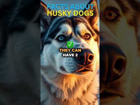 3 Crazy Facts About Siberian Husky Dogs You Didn't Know! (Ai Dogs) #doglovers