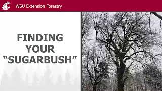 Introduction to Bigleaf Maple Sugaring - AFNW Workgroup Meeting
