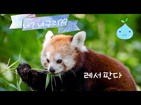 lesser panda