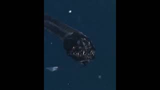 Meet the black dragonfish of the deep sea
