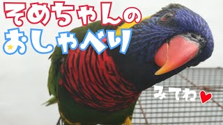 ゴシキセイガイインコのおしゃべり!!初めてのおしゃべりから1年...成長しました！
