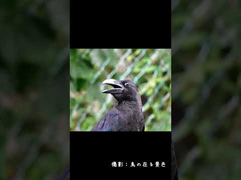 アホ面のカラス