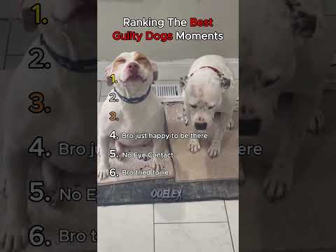 Ranking The Best Guilty Dogs Moments