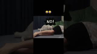 He was injured 😂 | Tik tok 00 | #moment #cats #funnycats #tiktokofficial #diti #tiktok00