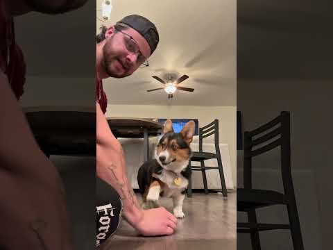 My Corgi only speaks High Valarian