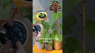 포도를 통째로 심어 포도 묘목 얻기, 포도 새싹이 이렇게 생겼다고!  Grape seedlings