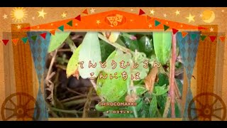 てんとうむしさん　こんにちは