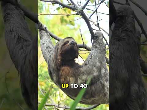 Sloths Can Hold Their Breath Longer Than Dolphins #SlothFacts #AnimalFacts #SnapFact #MindBlown