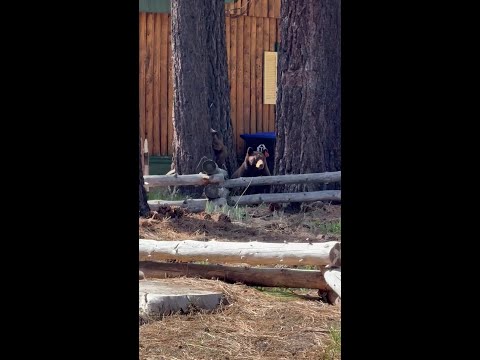 Video: Mama bear and her cubs play around some trees in South Lake Tahoe