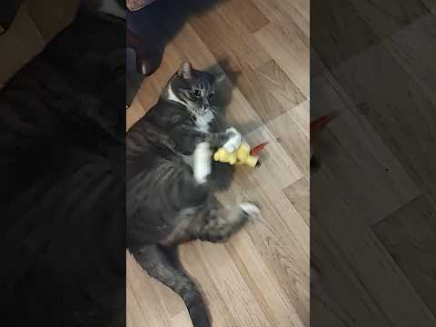 Cat Battles Pikachu