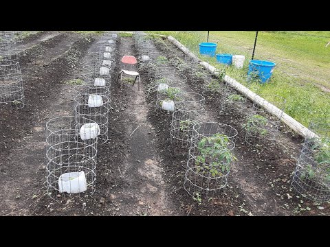 Filipino American Vegetables Garden.
