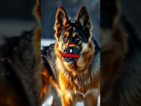 5 Facts About German Shepherd Dogs You Didn't Know (Ai Dogs) #germanshepherd #doglovers