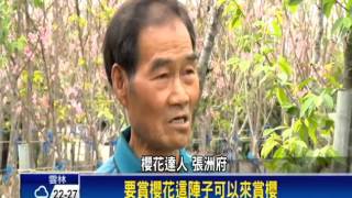 2016賞花－富士櫻花平地最晚開 民眾出遊賞花－民視新聞