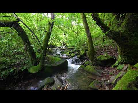 Magical Forest Sounds, Babbling Brook, Birds Chirping
