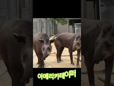 서울대공원에 있었던 동물