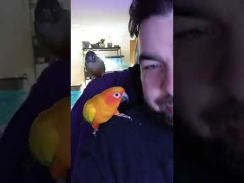 Dancing birbs!
