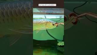 Golden arowana feeding #arowana #aquariumgoals #fishyfun
