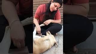 Dog love and care #puppy #puppies #dog #dogs #dogmom #doglover #doglovers #shorts