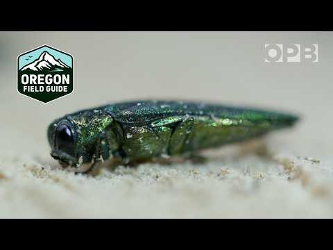 Oregon's ash trees are dying — Can anything stop the Emerald ash borer beetle? | Oregon Field Guide