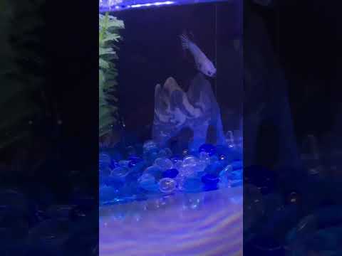 So evidently I got Oreo’s breed & gender wrong! Oops 😅 (male samurai betta) 🖤🤍
