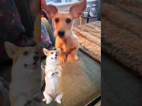 Cute Dog Dancing Video 😂 #dog #puppy #dogdance #puppydance #doggydance
