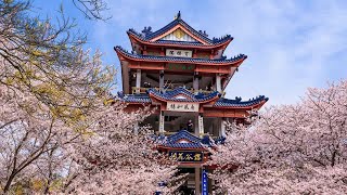 江苏-无锡篇-鼋头渚（上）樱花盛放的一天