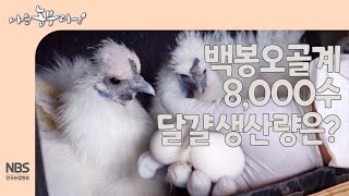 [나는농부다 254회] 백봉오골계 8,000수 달걀생산량은?
