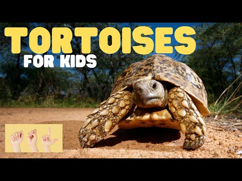 ASL Tortoises for Kids