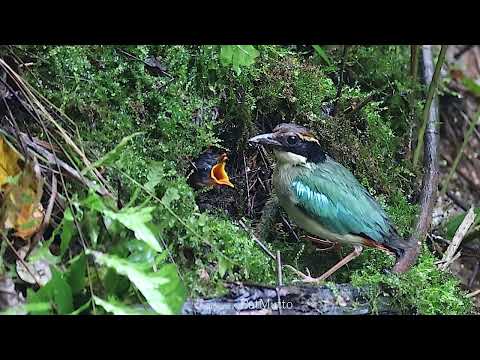 【悠遊鳥】4K | 仙八色鶇 | Fairy pitta | 劇院式製作 | Cinematic Production