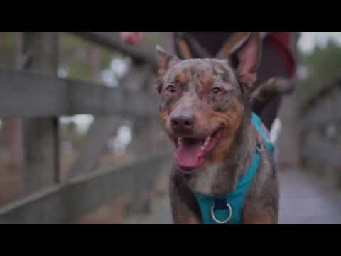 후르타 세이프가드 하네스 에코 #강아지하네스 #dogtraining