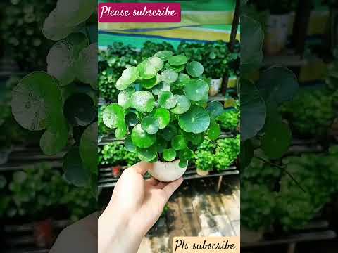 "Tiny Pots, Big Vibes – Mini Indoor Plants!"#shorts#plants #indoor#water #msbro