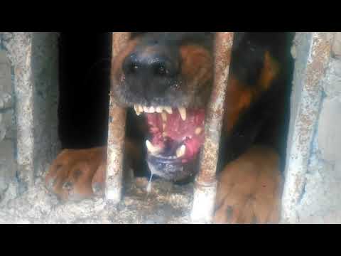dangerous dog