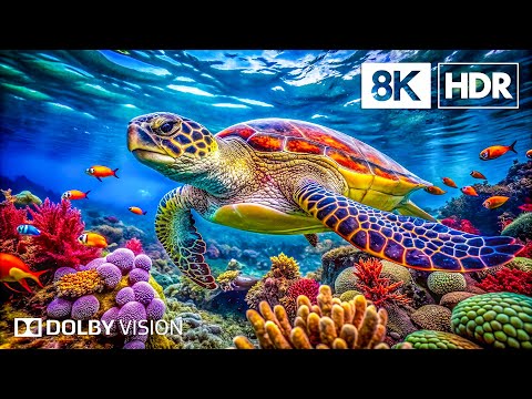 Unseen Ocean Marvels in 8K HDR | Dolby Vision™