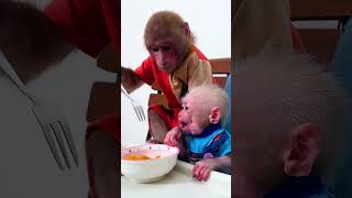 Smart monkey uses fork to feed baby monkey #smartmonkey #cutemonkey