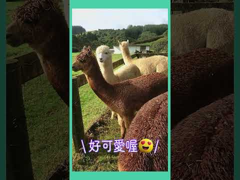 紐西蘭日常 | 草泥馬日🦙  #newzealand #vlog #alpaca