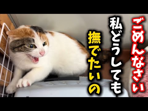 警戒心の強い野良の妊婦猫に手の温もりを感じて欲しい
