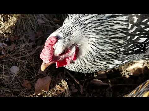 Bug hunting with chickens