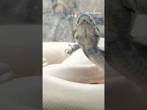 #bangkoktravel #bangkok #snackcares4u #video #whitesnake #wildlife #petlover #snake #shopping #viral
