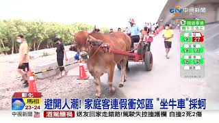 避開人潮! 家庭客連假衝郊區 "坐牛車"採蚵│中視新聞 20220605