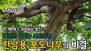 유기농 포도농사의 대가, 한남용 선생님의 건강한 토양 비결은?