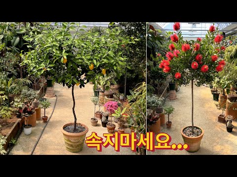 병솔같은 꽃? / 노란 레몬에 속지 마세요 / 블랙죠의 정원 브이로그
