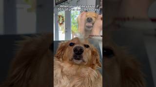 Let’s give our dogs happy memories ☺️ #dogdad #dogowner #dogparent #dogs #dogfunny #funnydogs #dog
