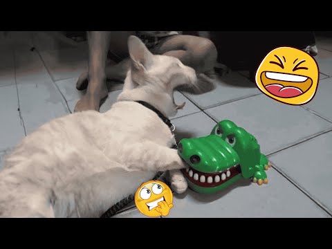 New Funny Animals 😂 Funniest Cats and Dogs Videos 😺🐶 2024 part22
