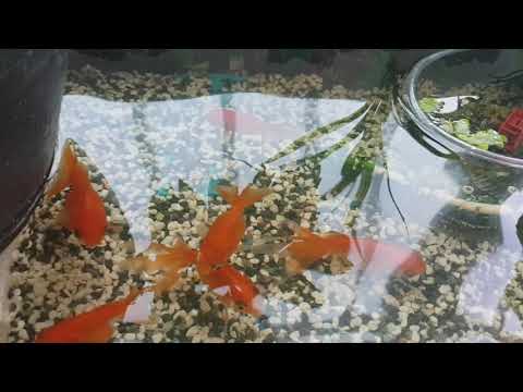 베란다 물놀이  #스티로폼박스 #돌단풍
