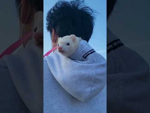 그냥 귀여움 #ferret #shorts