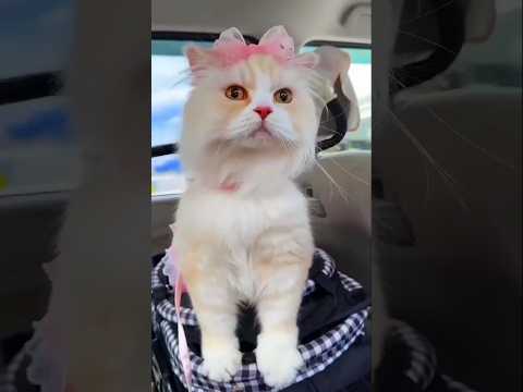 #cutecats 🥰🥰🥰#catlovers💜❣️💙❣️#yutubeshorts #viralvideo #trendingshorts