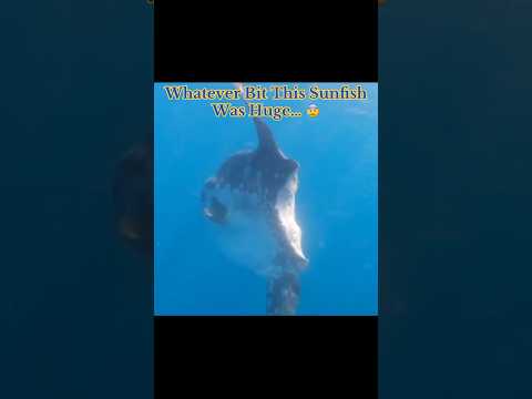 Whatever Bjt This Sunfish Was Huge… 😨 #interesting