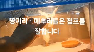 동물부화ㆍ사육용히터 (병아리육추기.메추리육추기)XX5모델