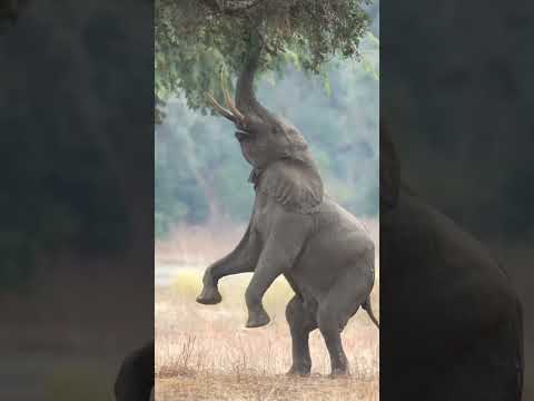 #wildelephant