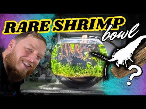 Step by step how to build a planted bowl for rare Caridina shrimp